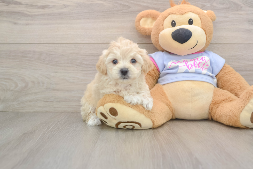 Fluffy Maltipoo Poodle Mix Pup