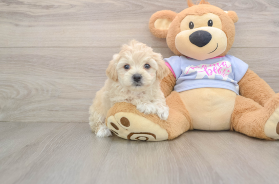 Fluffy Maltipoo Poodle Mix Pup