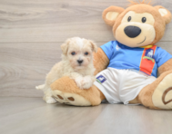6 week old Maltipoo Puppy For Sale - Simply Southern Pups