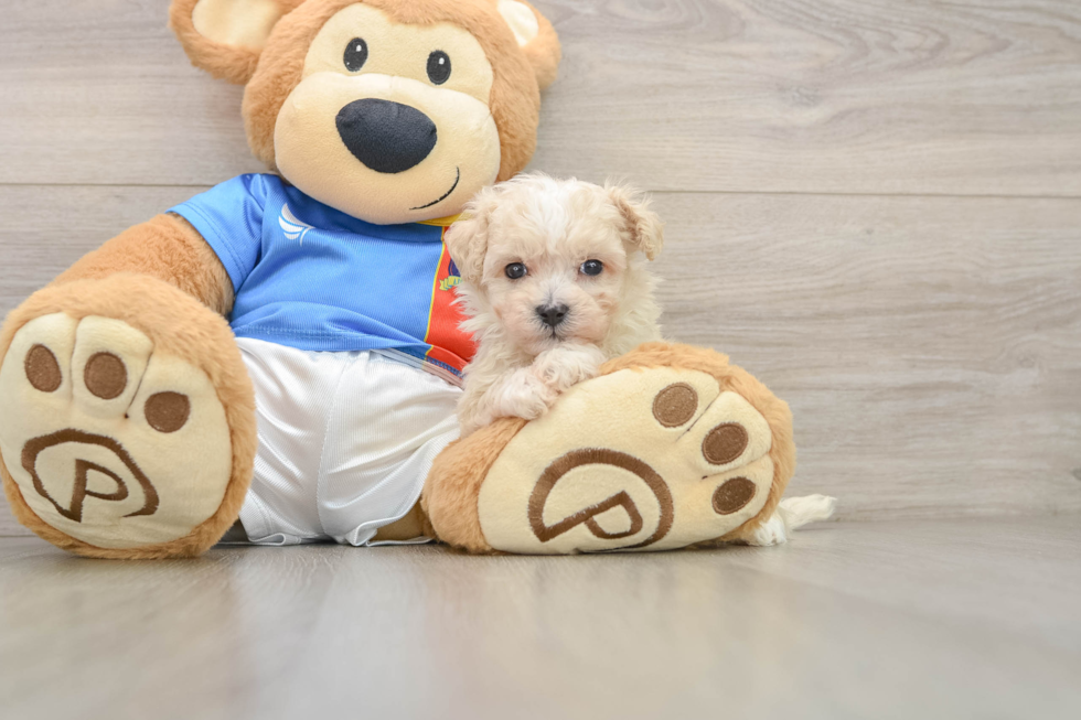 Popular Maltipoo Poodle Mix Pup