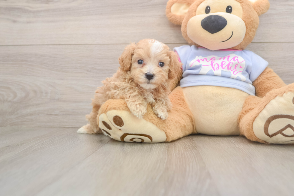 Small Maltipoo Baby