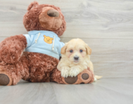 8 week old Maltipoo Puppy For Sale - Simply Southern Pups