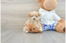 Smart Maltipoo Poodle Mix Pup