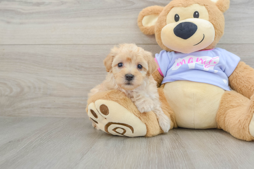 8 week old Maltipoo Puppy For Sale - Simply Southern Pups