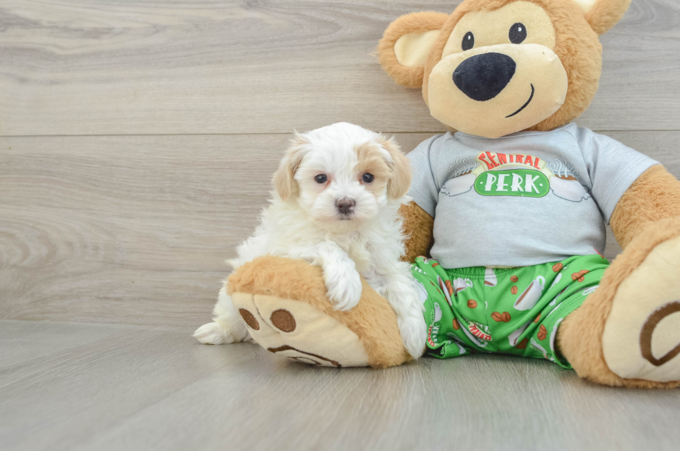 6 week old Maltipoo Puppy For Sale - Simply Southern Pups