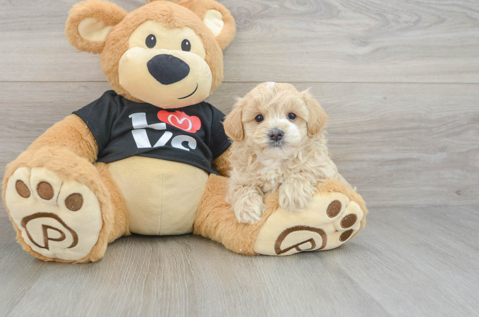 5 week old Maltipoo Puppy For Sale - Simply Southern Pups