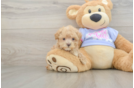 Petite Maltipoo Poodle Mix Pup