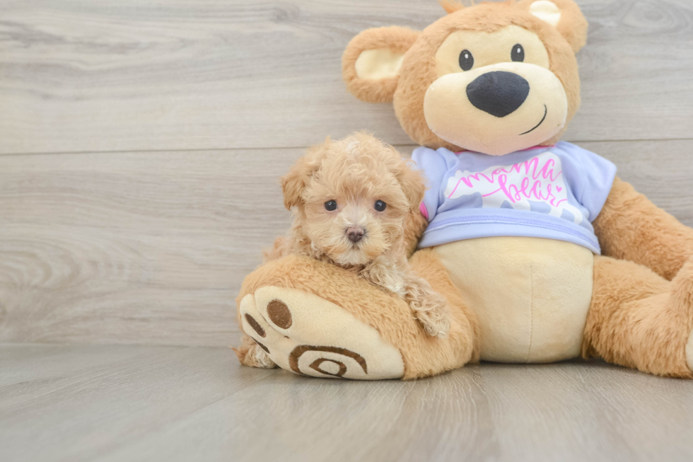 Petite Maltipoo Poodle Mix Pup