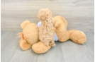 Best Maltipoo Baby