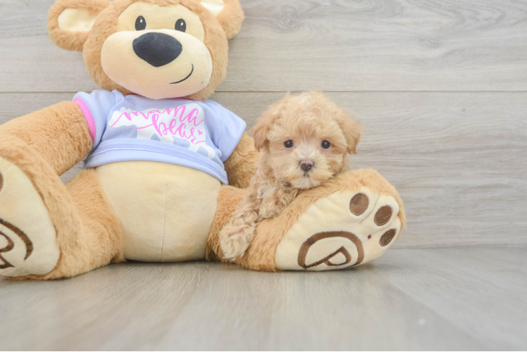 Maltipoo Puppy for Adoption