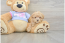 Maltipoo Puppy for Adoption
