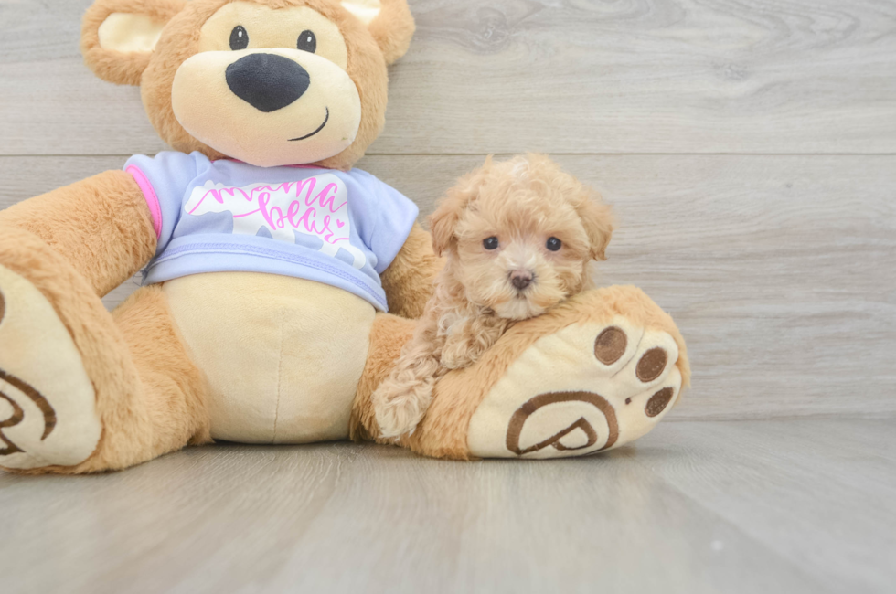 5 week old Maltipoo Puppy For Sale - Simply Southern Pups