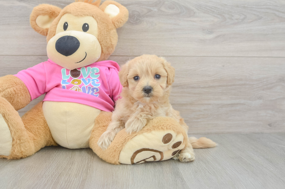 7 week old Maltipoo Puppy For Sale - Simply Southern Pups