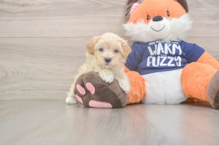 Maltipoo Puppy for Adoption