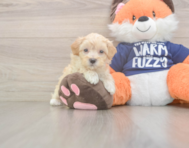 8 week old Maltipoo Puppy For Sale - Simply Southern Pups