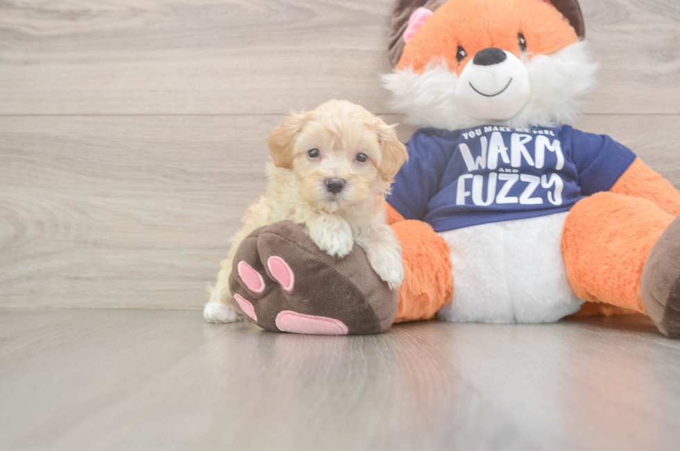 7 week old Maltipoo Puppy For Sale - Simply Southern Pups