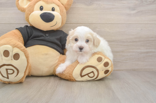 5 week old Maltipoo Puppy For Sale - Simply Southern Pups Energetic Malt Oodle Poodle Mix Puppy