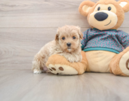 8 week old Maltipoo Puppy For Sale - Simply Southern Pups