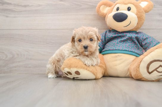 Happy Maltipoo Baby