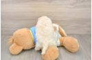 Fluffy Maltipoo Poodle Mix Pup