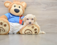 7 week old Maltipoo Puppy For Sale - Simply Southern Pups