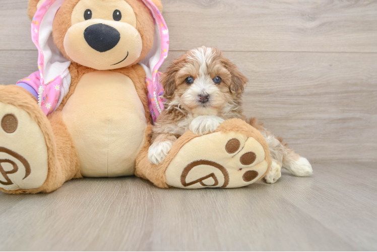 Maltipoo Pup Being Cute