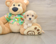 8 week old Maltipoo Puppy For Sale - Simply Southern Pups