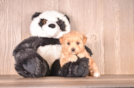 Cute Malt a Poo Poodle Mix Puppy