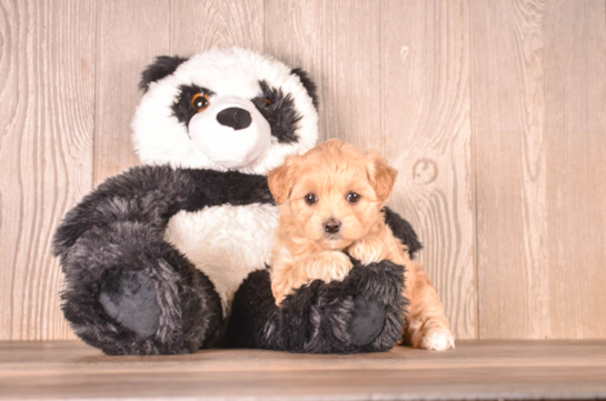 Cute Malt a Poo Poodle Mix Puppy