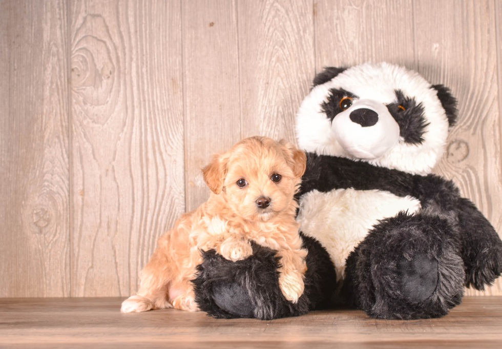 Cute Maltipoo Poodle Mix Pup