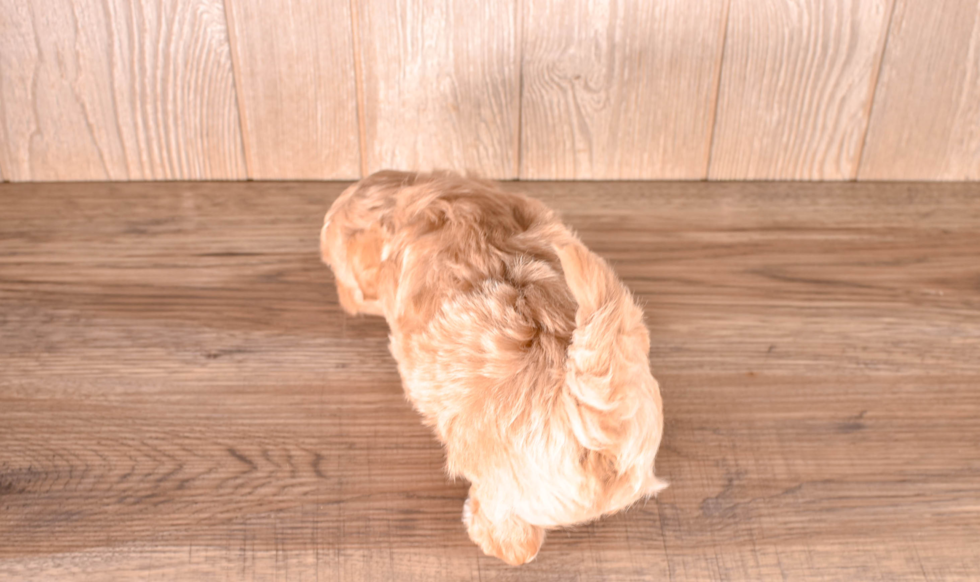 Maltipoo Pup Being Cute