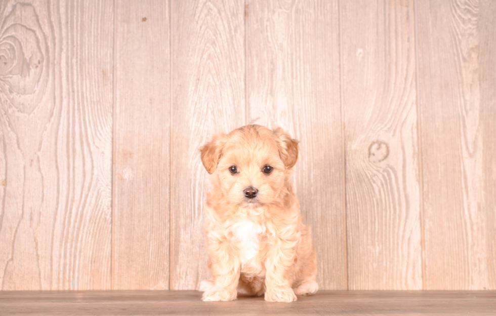 Maltipoo Puppy for Adoption