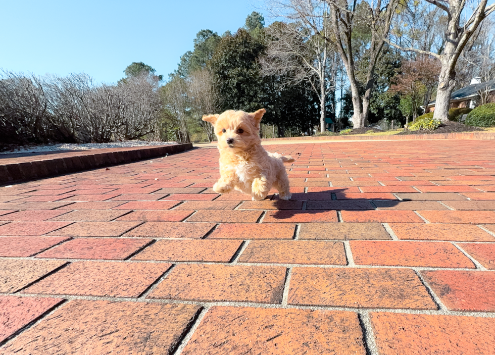 Maltipoo Puppy for Adoption