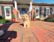 9 week old Maltipoo Puppy For Sale - Simply Southern Pups