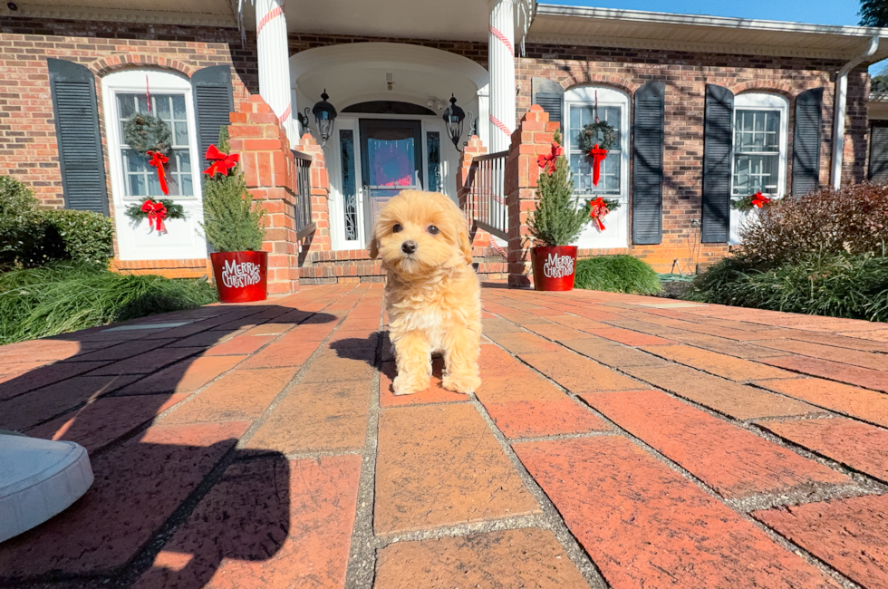 8 week old Maltipoo Puppy For Sale - Simply Southern Pups