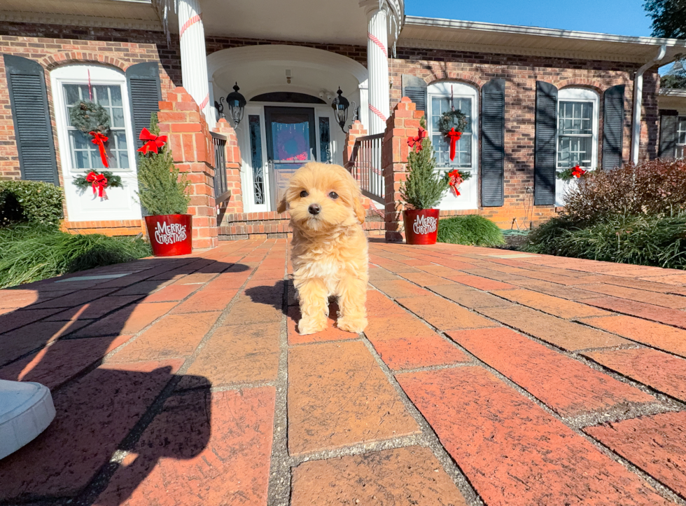 Maltipoo Pup Being Cute