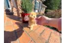 Maltipoo Puppy for Adoption