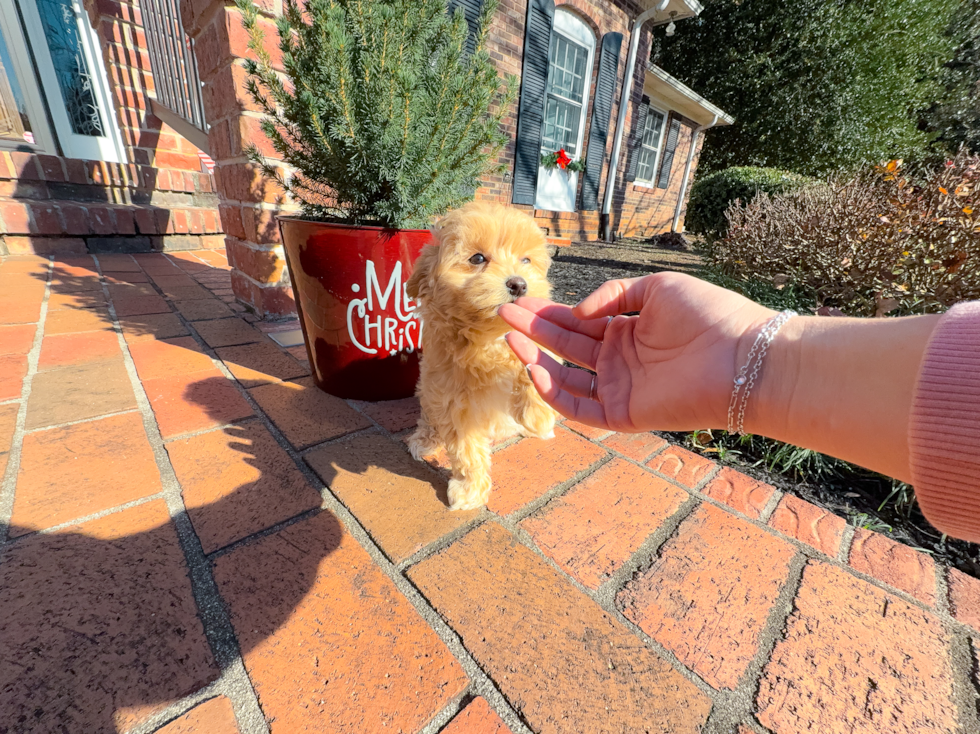 Maltipoo Puppy for Adoption