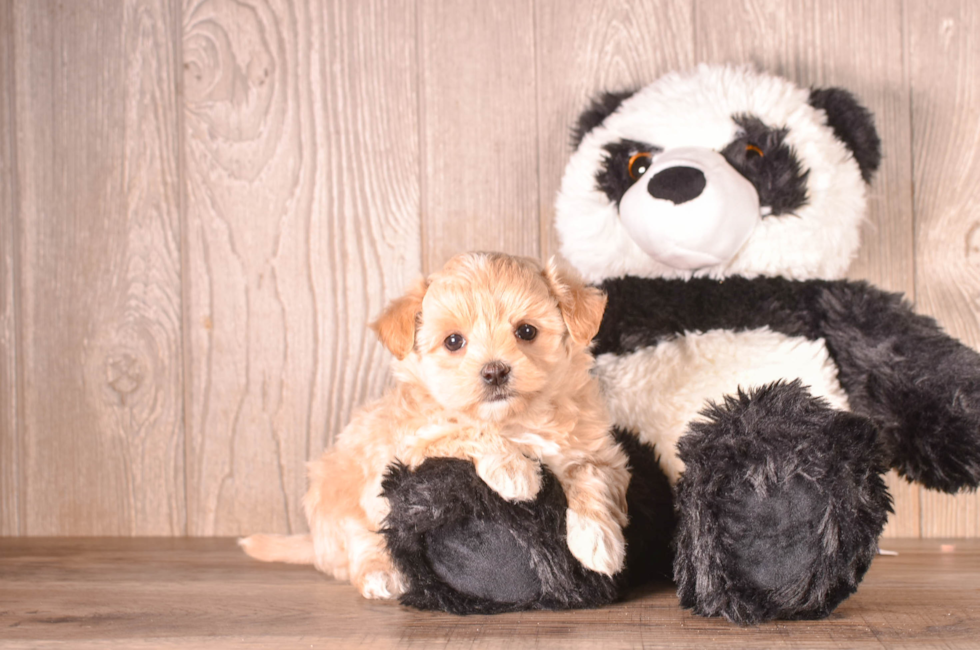 6 week old Maltipoo Puppy For Sale - Simply Southern Pups