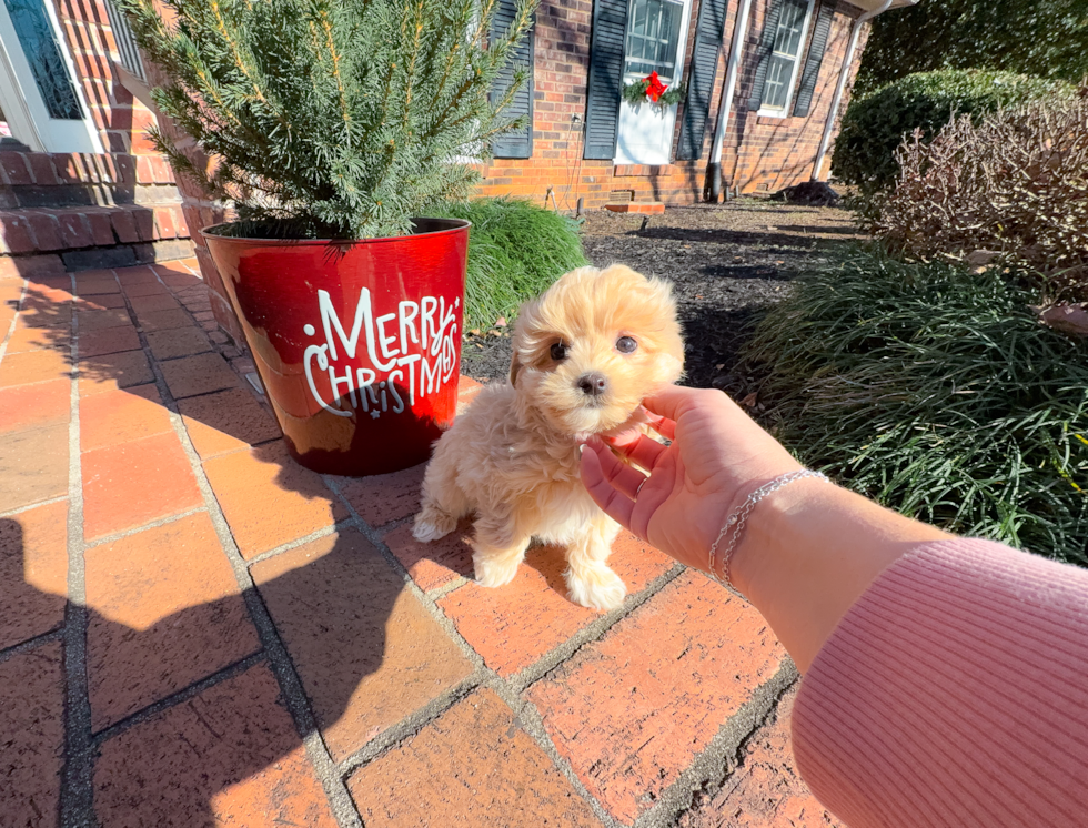 Maltipoo Pup Being Cute