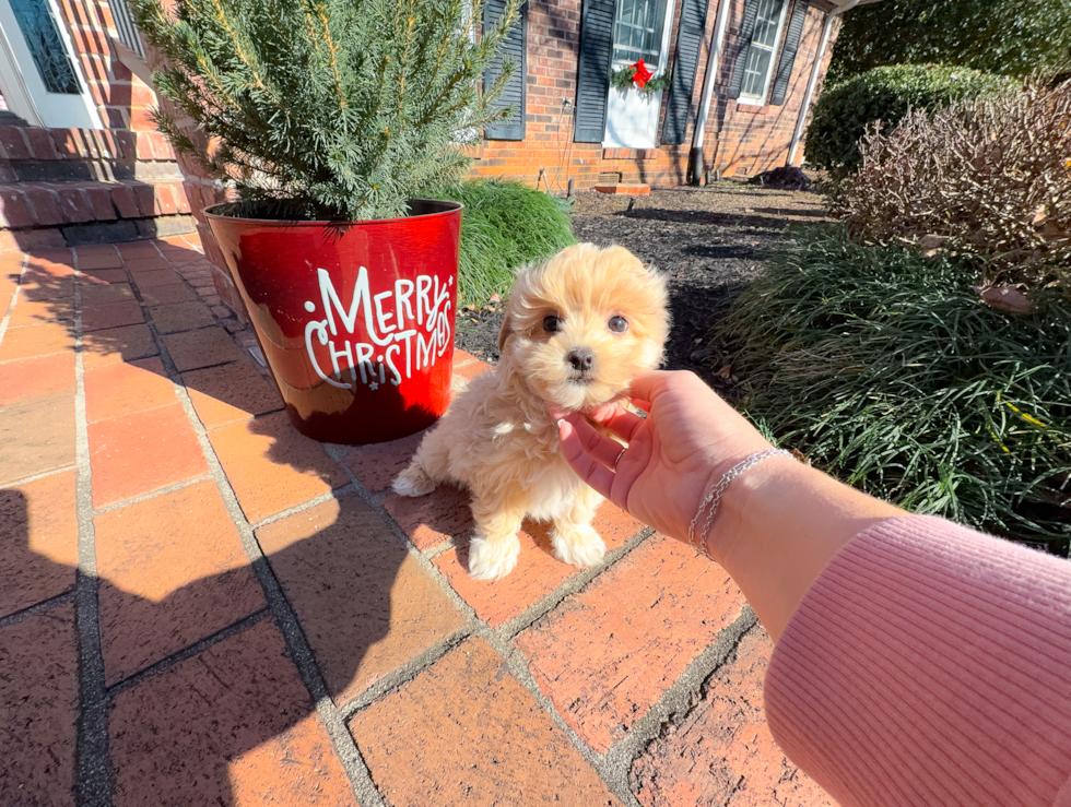 Cute Maltipoo Baby