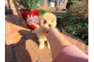 Cute Malt a Poo Poodle Mix Puppy