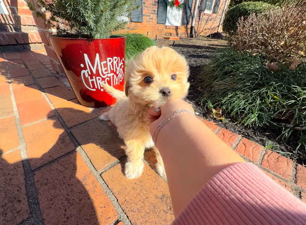 Cute Malt a Poo Poodle Mix Puppy