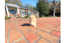 Maltipoo Puppy for Adoption