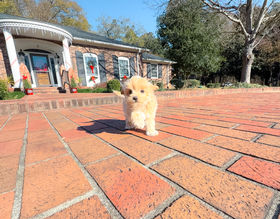 Maltipoo Puppy for Adoption