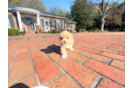 Maltipoo Puppy for Adoption