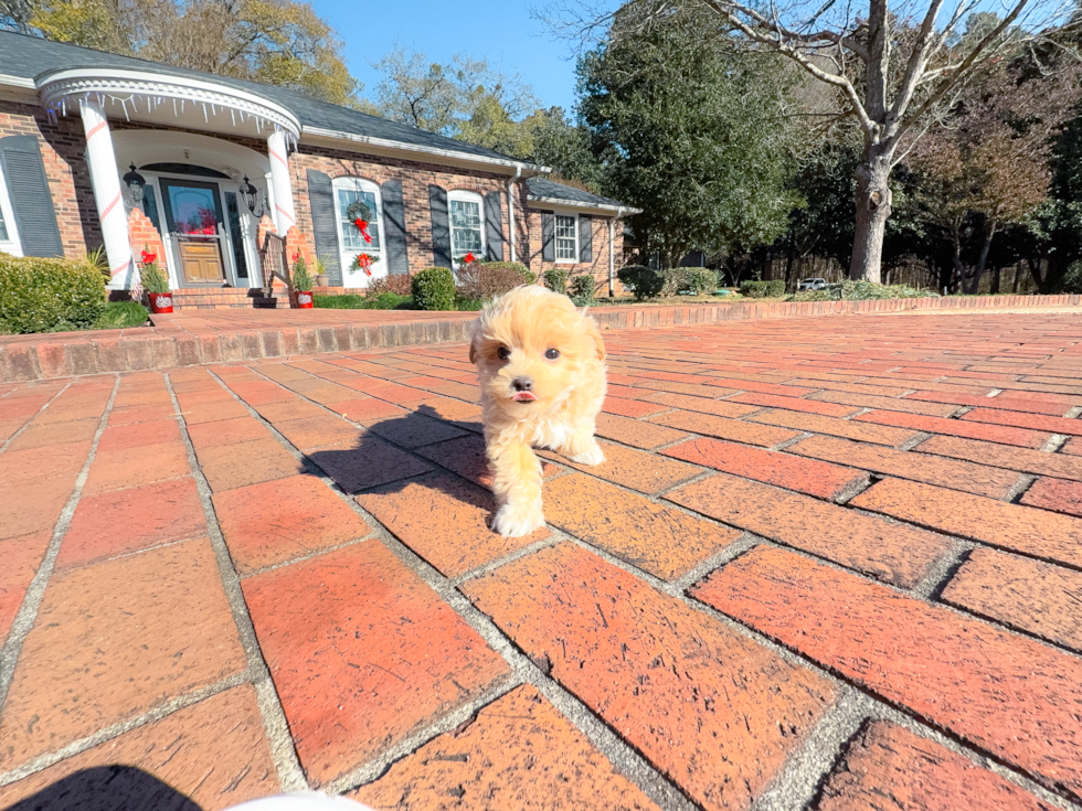 Maltipoo Puppy for Adoption