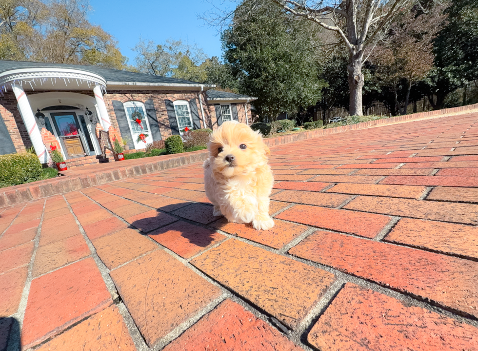 Cute Maltipoo Baby