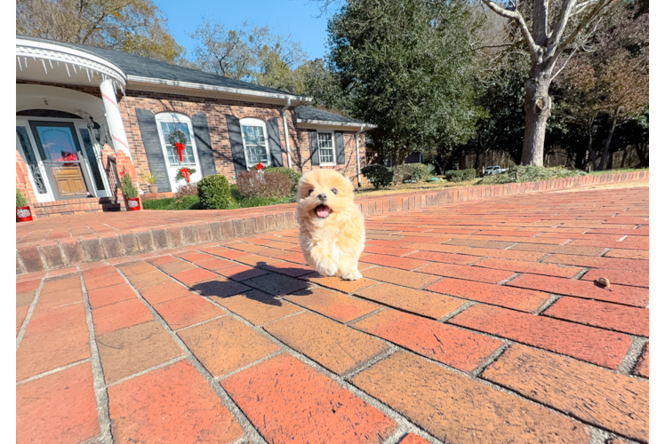 Maltipoo Pup Being Cute