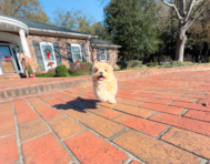 9 week old Maltipoo Puppy For Sale - Simply Southern Pups